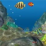 tropical aquarium widget