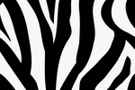 zebra-print-backgrounds myspace layout