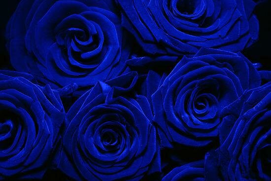blue roses4649 myspace layout