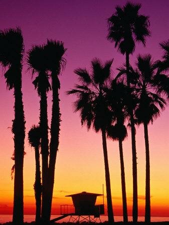 cartoon sunset on beach. Beach sunset with palm trees