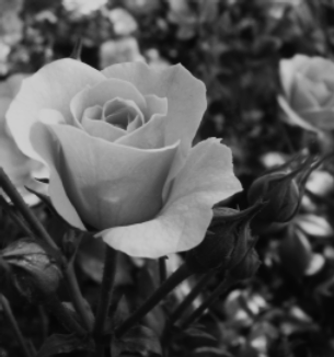 black-and-white-roses myspace layout