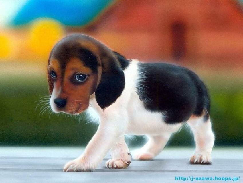 beagle-puppy myspace layout