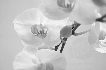 black-and-white-orchid myspace layout