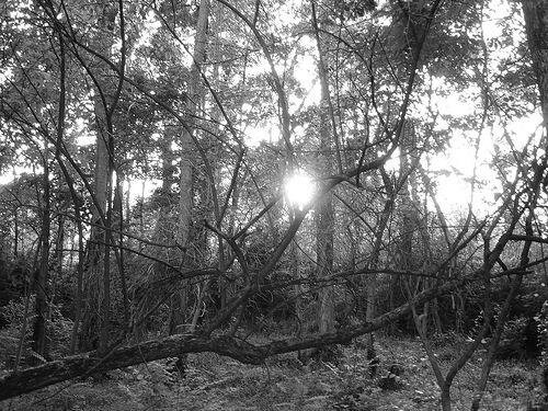 black-and-white-trees4897 myspace layout