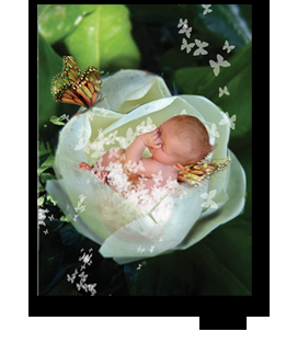 newborn fairies myspace layout