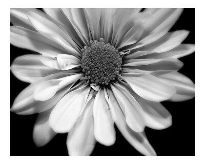 black-and-white-flower myspace layout