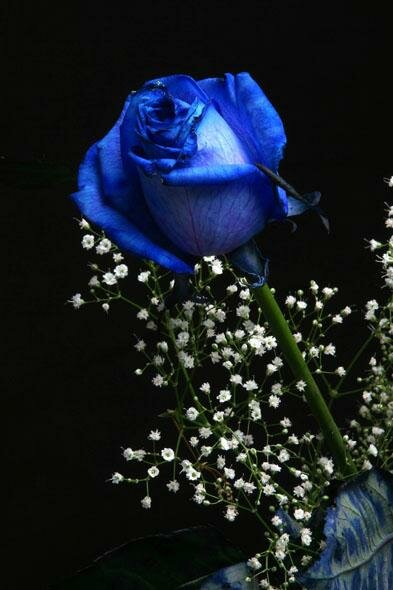 blue roses256 myspace layout