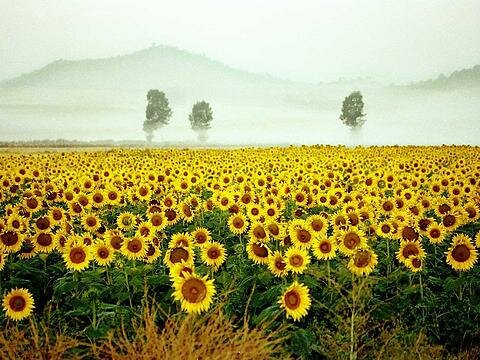 sunflowers3994 myspace layout