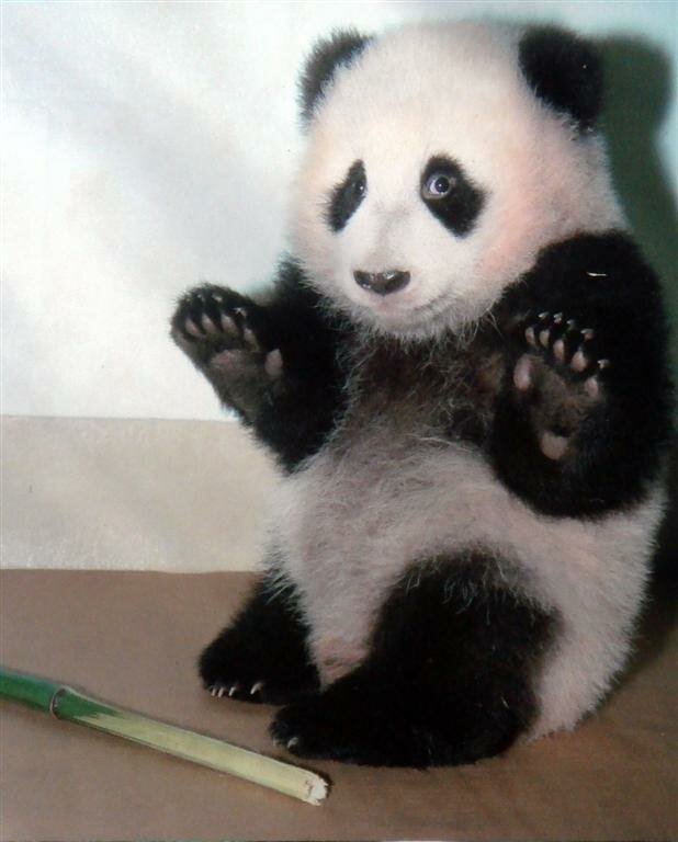 cute-baby-panda myspace layout