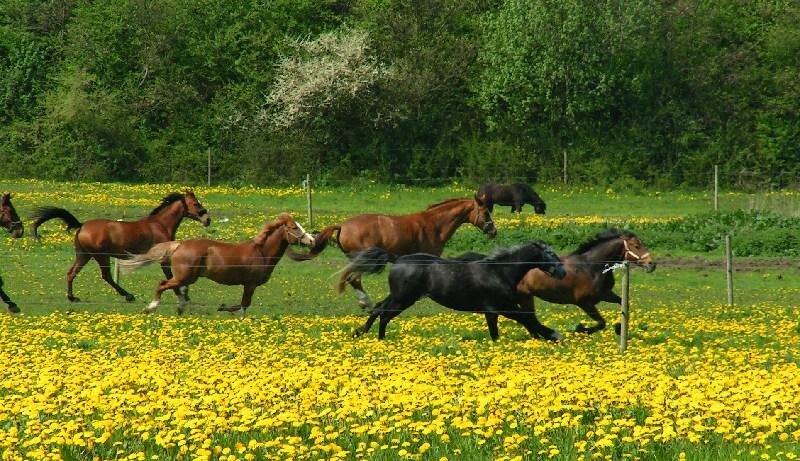 horses running myspace layout