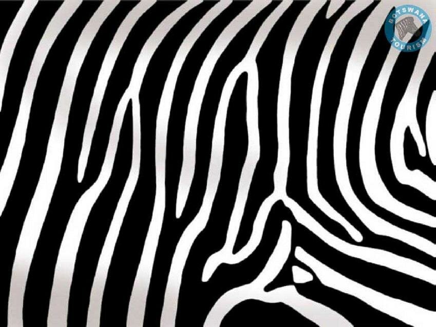 -zebra-skin myspace layout