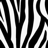 zebra-print-backgrounds126 myspace layout
