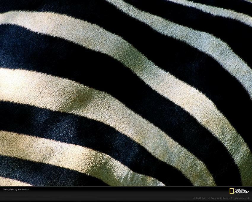 zebra-background myspace layout